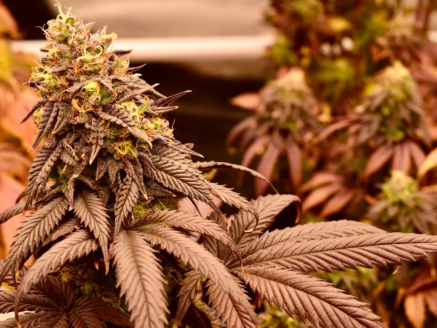 Customer photo review of Mountain Reserve Seed Bundle - 4 Strains - 48 Feminized Seeds