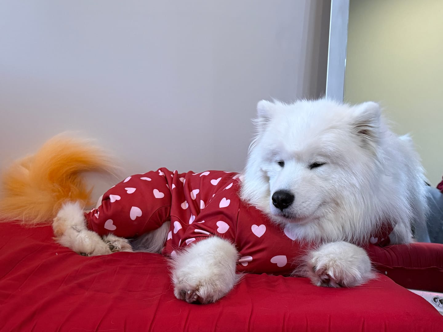 Customer photo review of Dog Pajama - Red Hearts