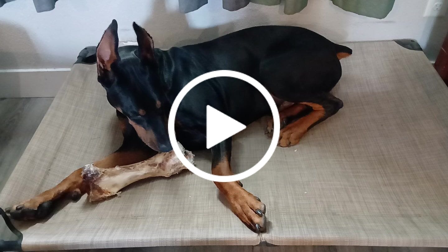 Customer video review of Power Chewer Large Box — 12 Ostrich Treats for Serious Chewers