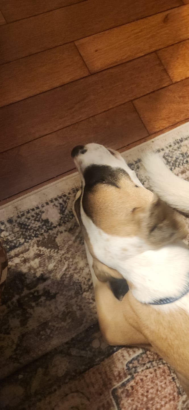 Customer photo review of Himalayan Yak Chews — All Sizes | Small to Giant Dogs