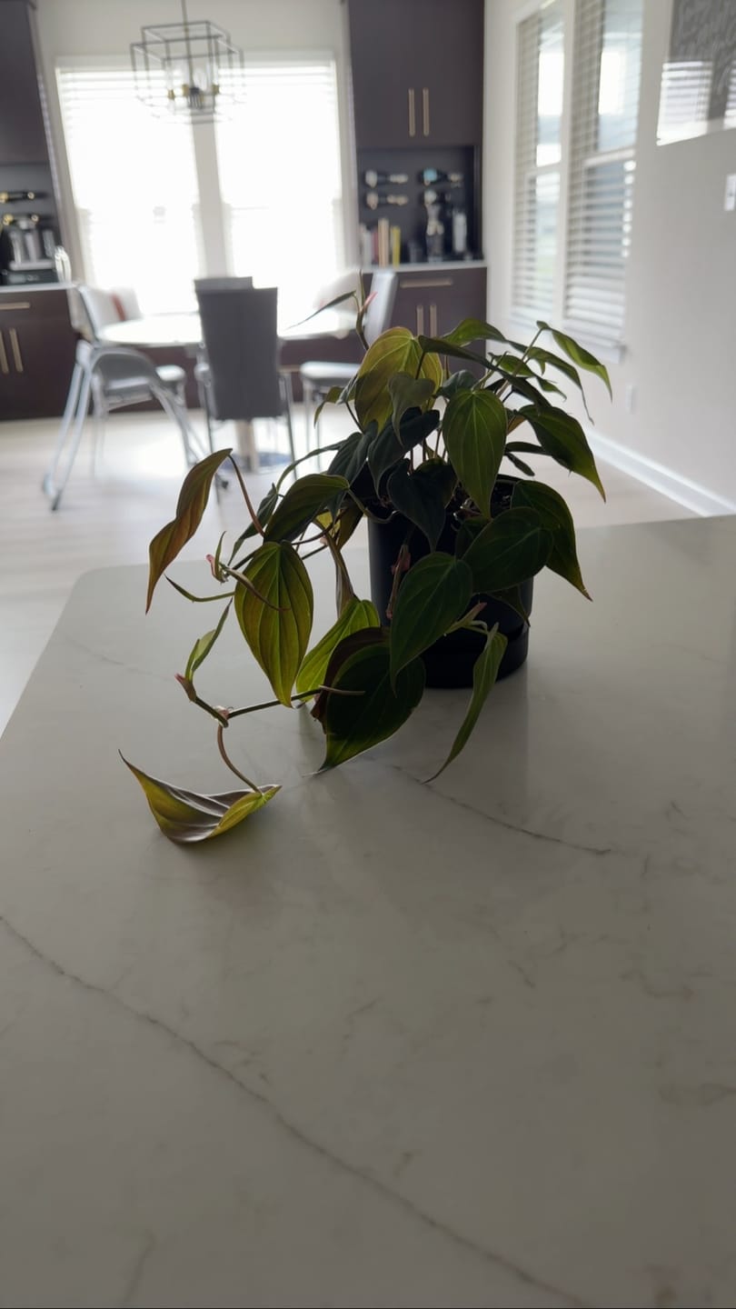 Customer photo review of Philodendron hederaceum 'Micans'