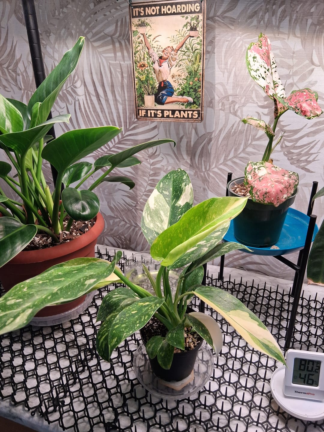 Customer photo review of Philodendron 'Congo Nuclear'