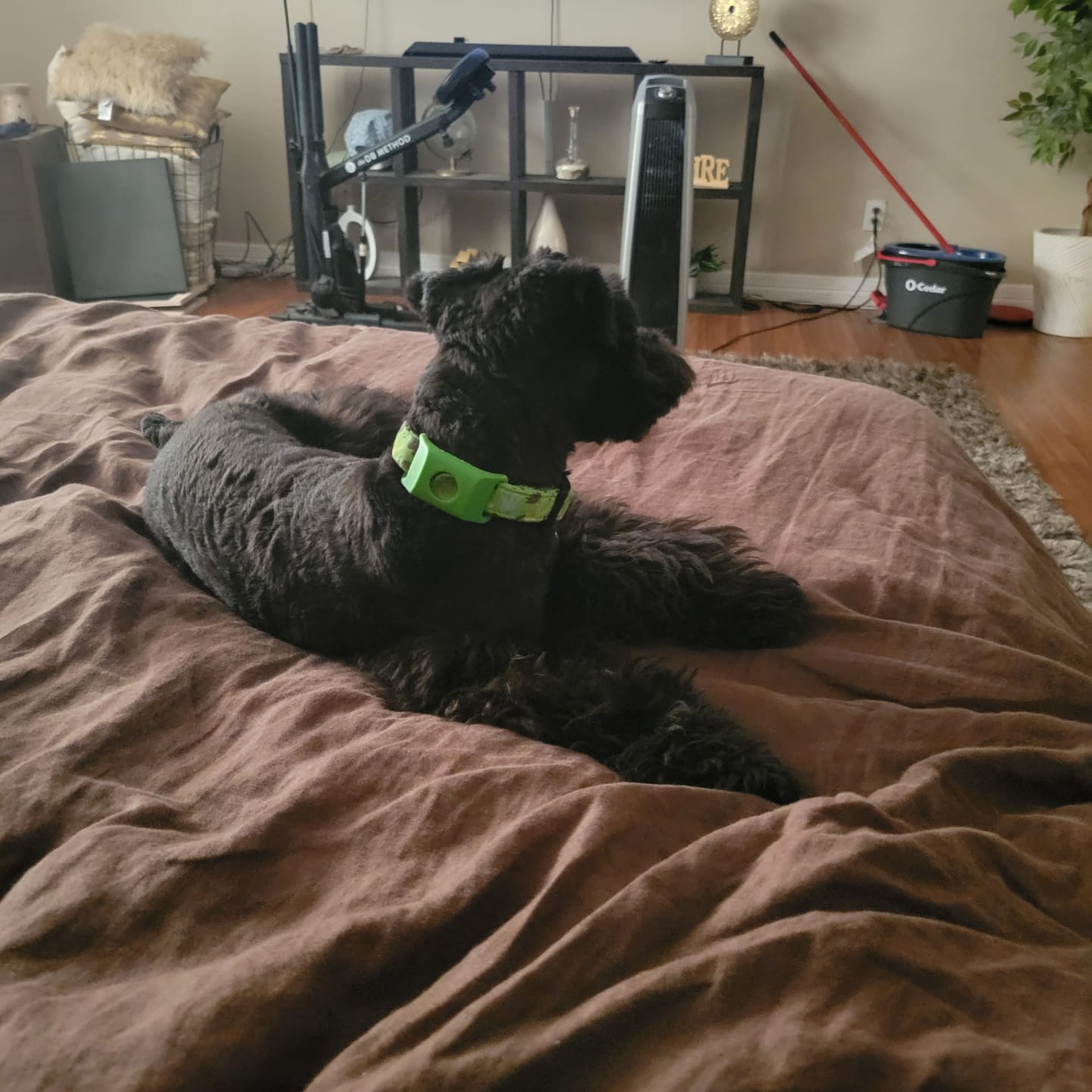 Customer photo review of FurLife™ 12 Months Flea and Tick Free