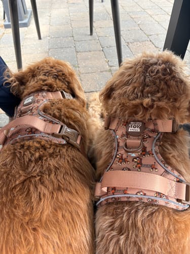 Customer photo review of Disney© Tough Trails™ Harness - Slinky