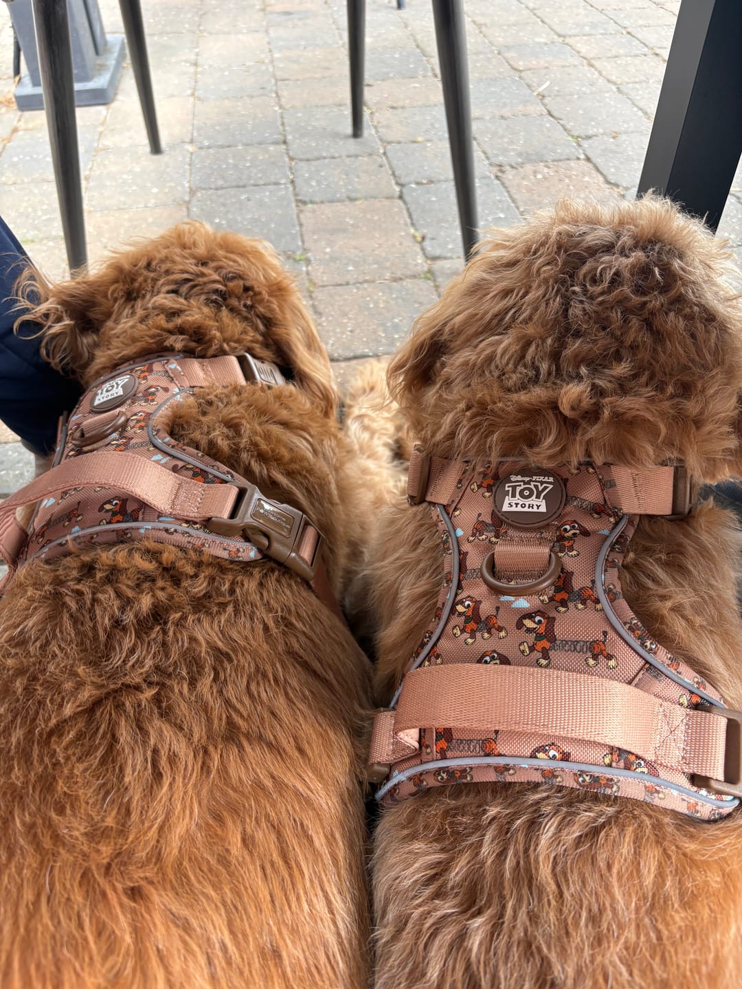 Customer photo review of Disney© Tough Trails™ Harness - Slinky