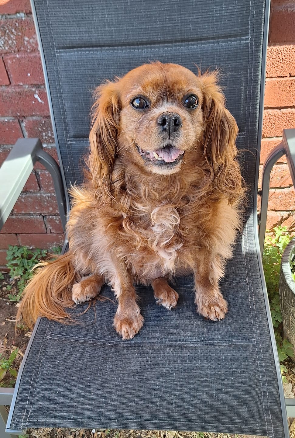 Customer photo review of Glucosamine Powder For Dogs