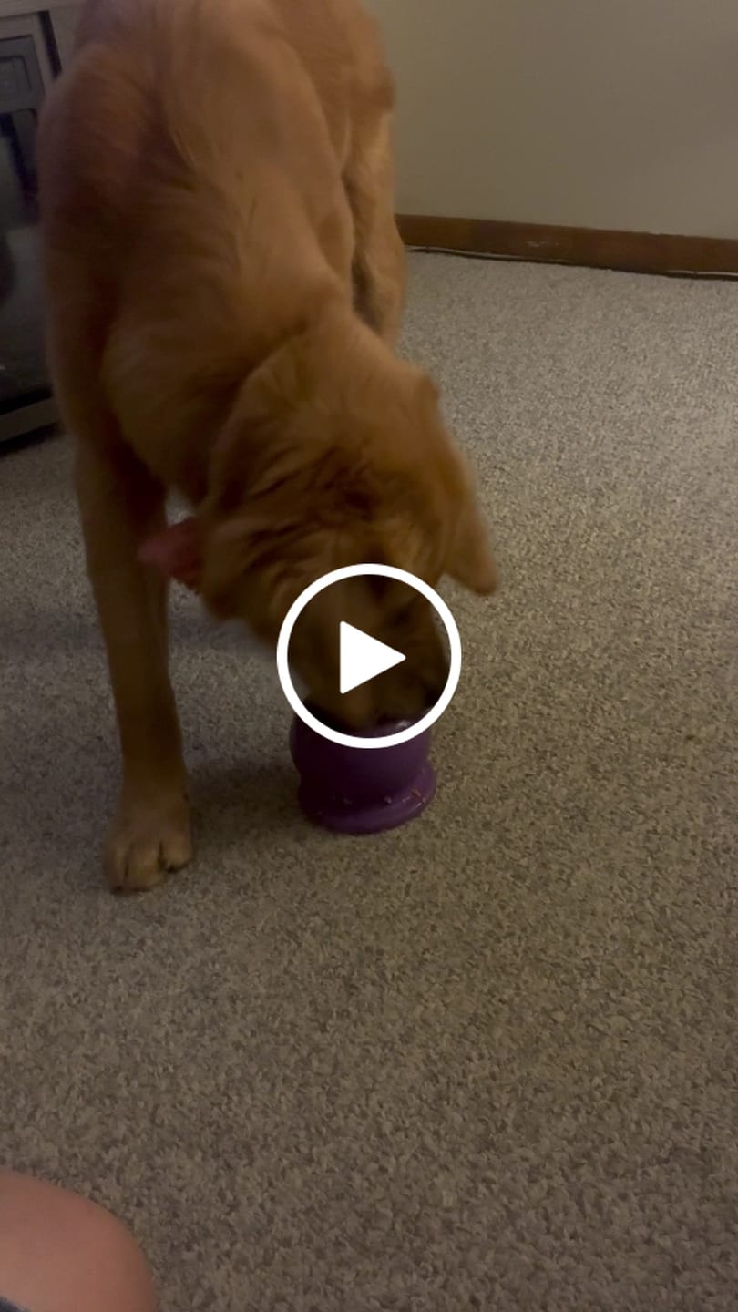 Customer video review of Freezball - Durable Fillable Dog Chew Bone