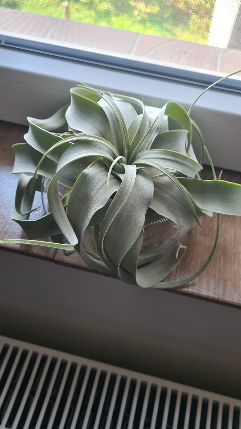 Customer photo review of Tillandsia xerographica