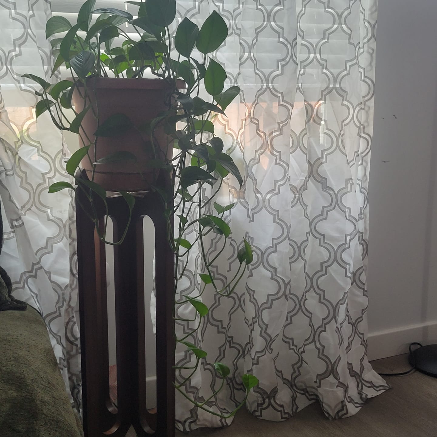 Customer photo review of Arches Plant Stand + Pot