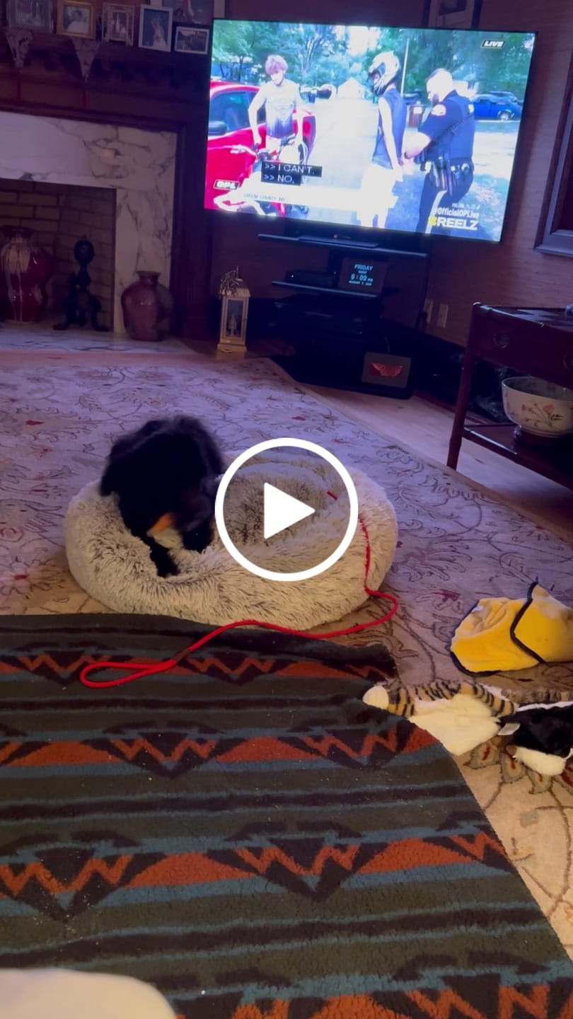 Customer video review of Pumpkin Yak Chew — Fiber-Rich, Supports Digestion Naturally