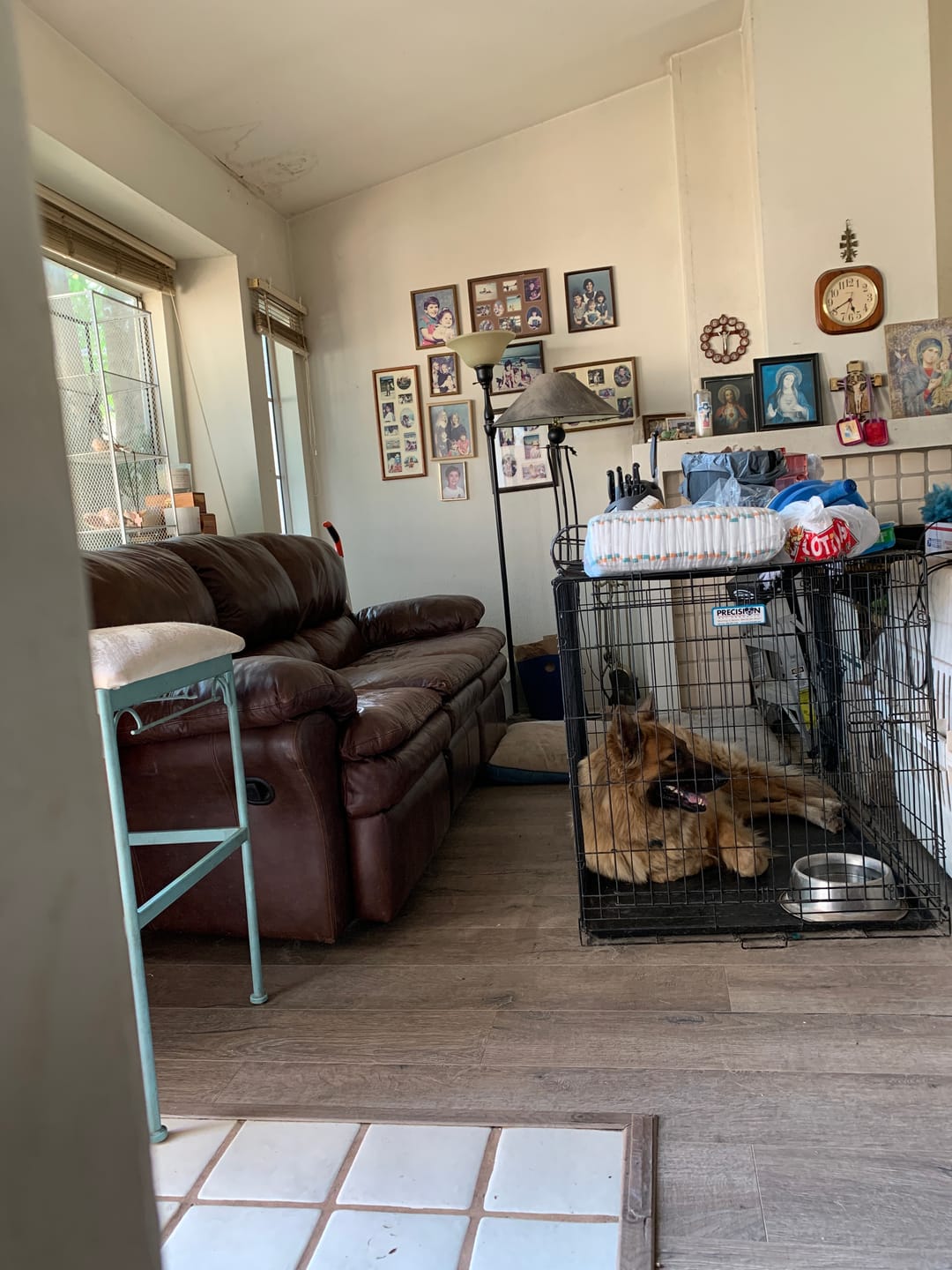 Customer photo review of K9 Belly Bliss™
