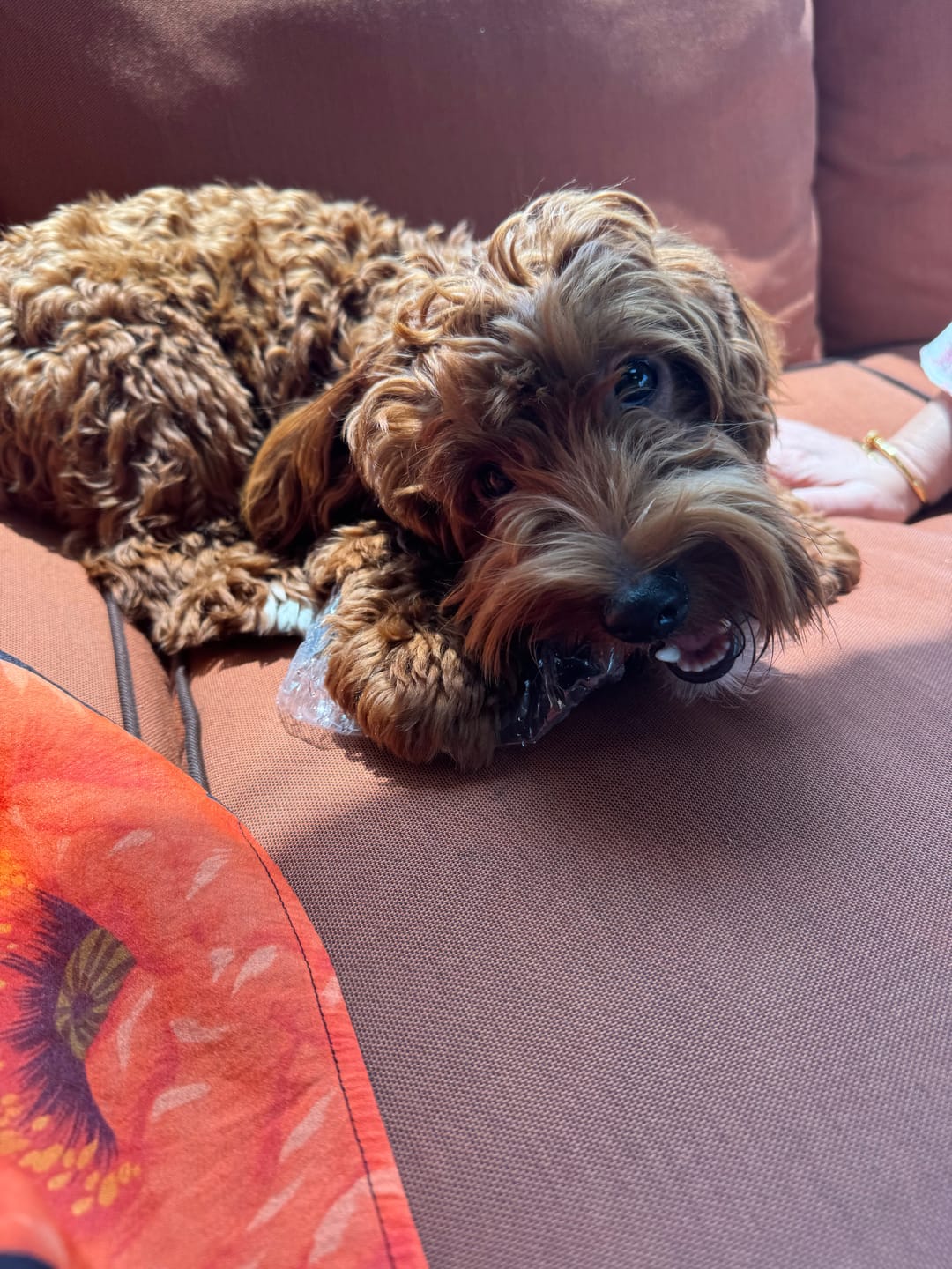 Customer photo review of Chewy Ostrich Flat Tendon: Satisfying All-Natural Chew for Dental Health & Gentle Digestion
