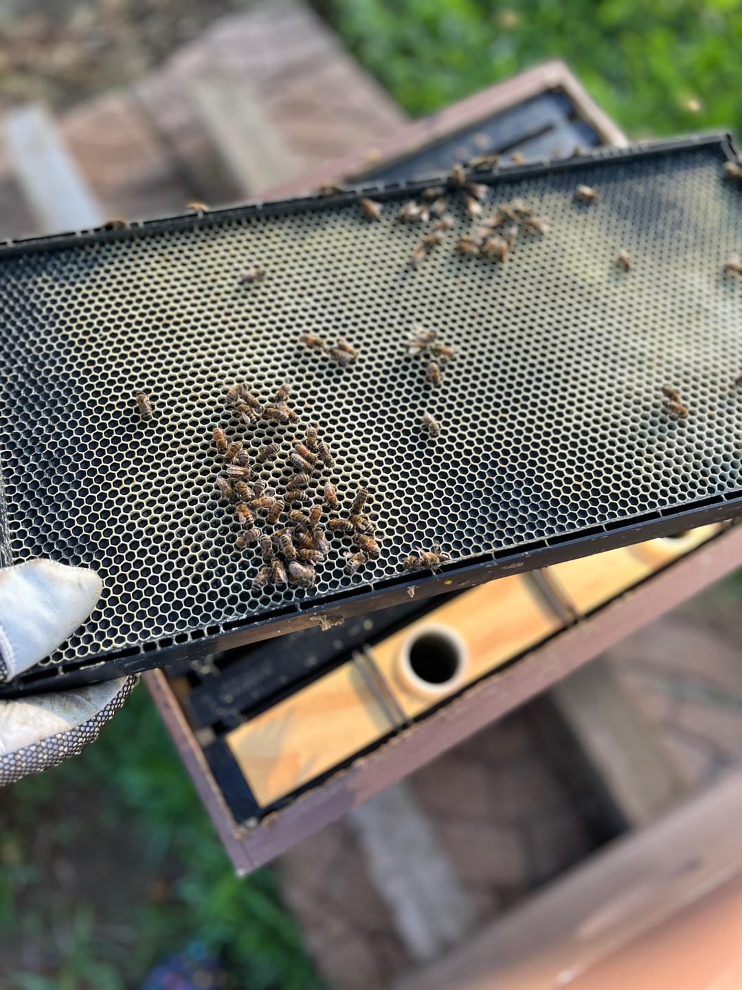 Customer photo review of Acorn Bee One-Piece Plastic Bee Frames