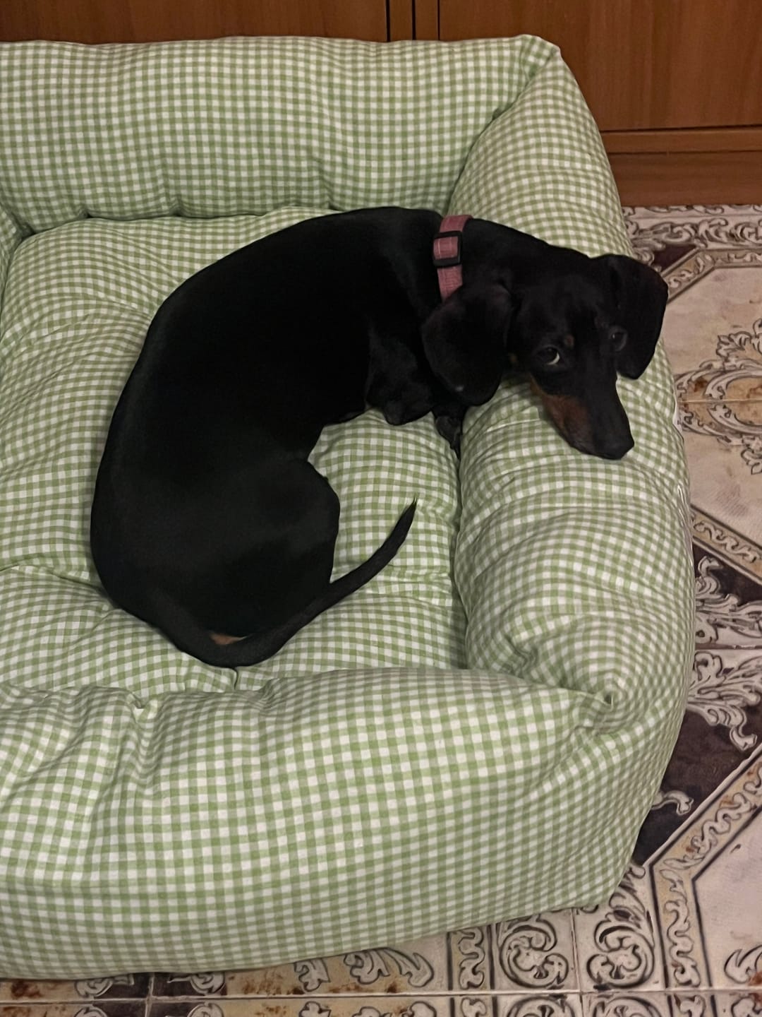 Customer photo review of Divanetto Cotone Vichy Pistacchio