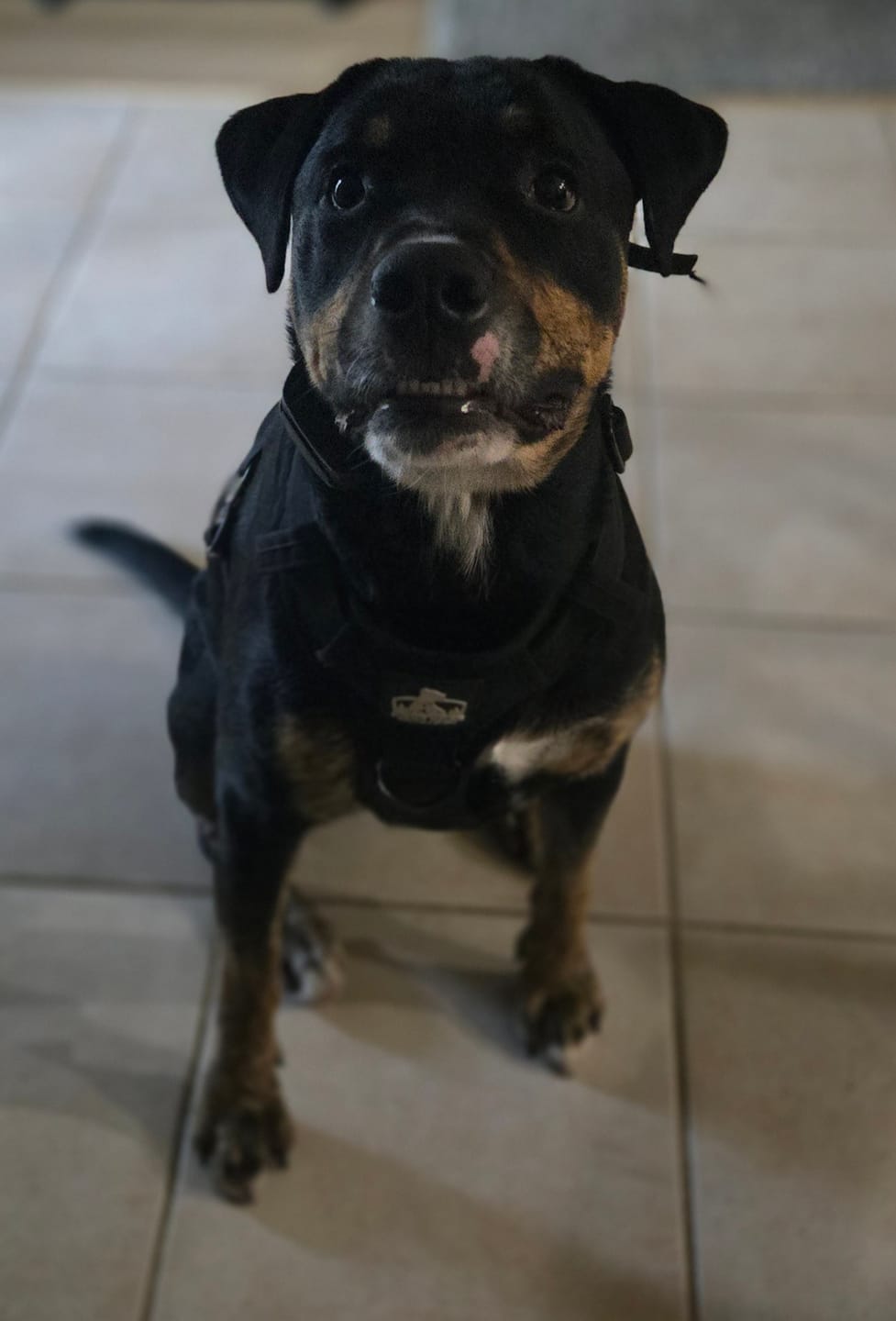 Customer photo review of No Pull Bully Proof Harness