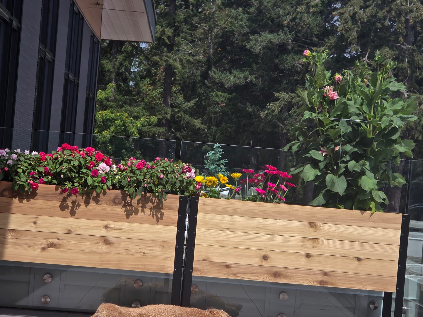 Customer photo review of The Great Canadian Garden Duo