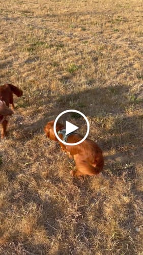 Customer video review of Tough Trails™ Harness - Walkies Ready® Chocolate Brown
