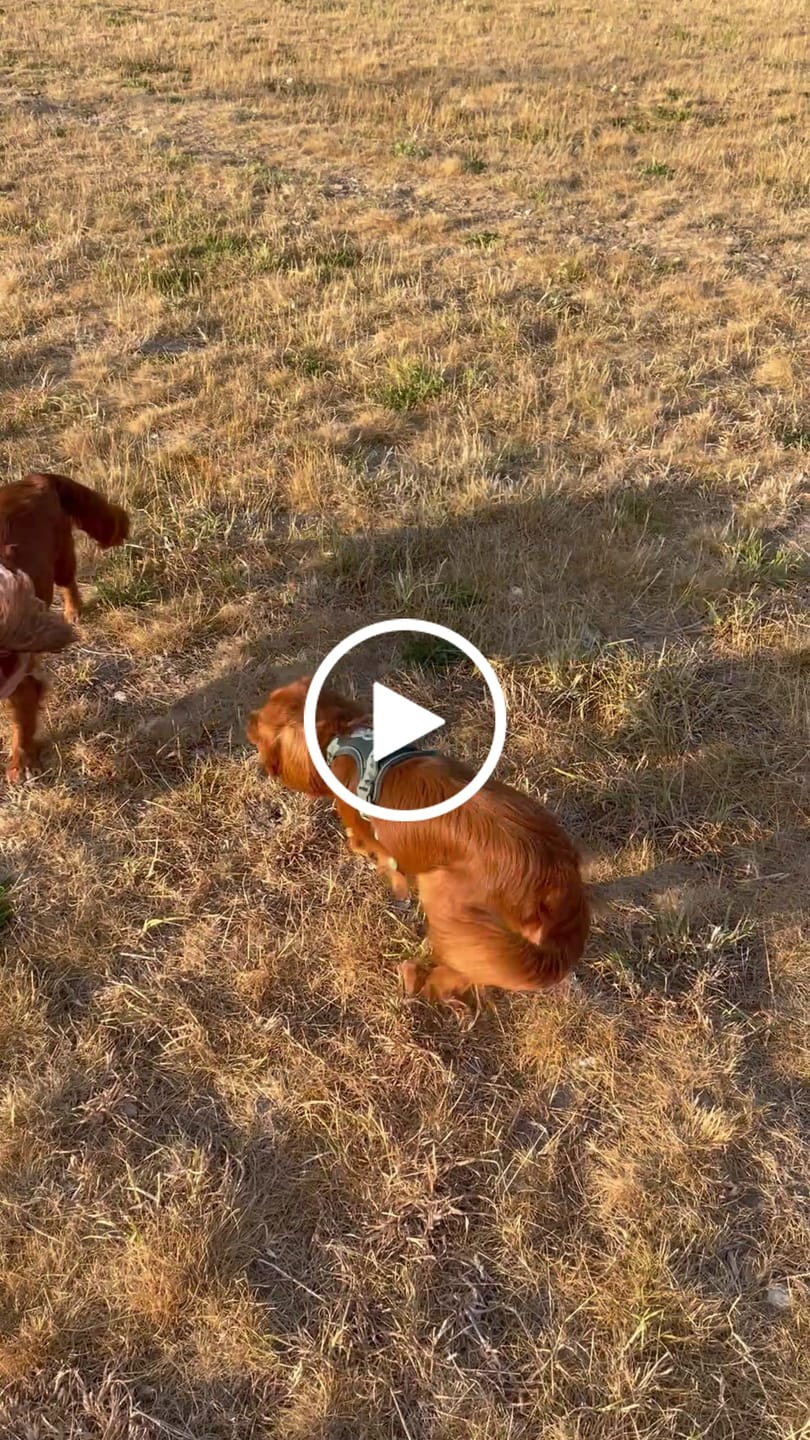 Customer video review of Tough Trails™ Harness - Walkies Ready® Chocolate Brown