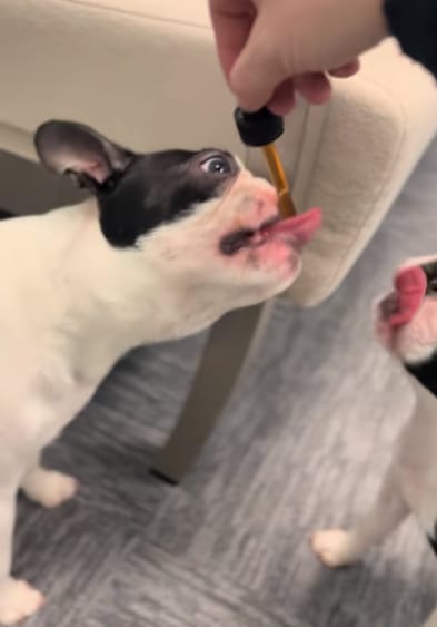 Customer photo review of Fórmula Veterinaria Natural para Eliminar Hongos en Perros