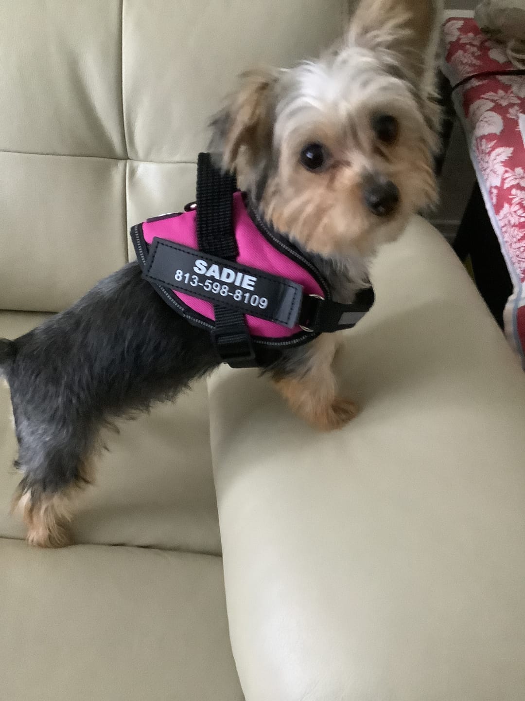Customer photo review of No Pull Walking Bundle
