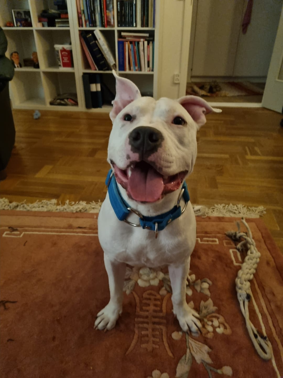 Customer photo review of Martingale Ocean Blue - Brett fodrat halsband halvstryp