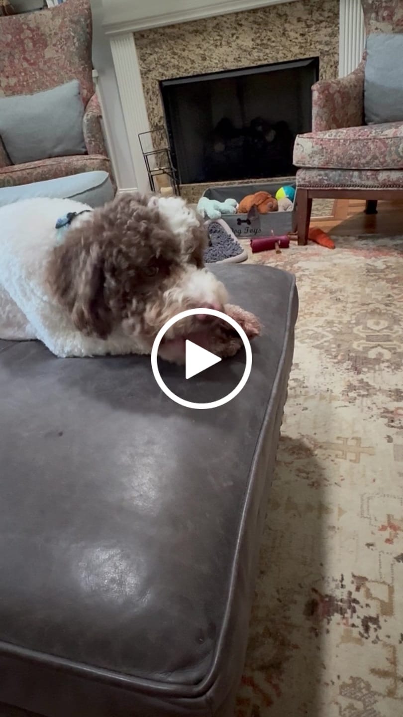 Customer video review of Crunchy Ostrich Trachea Whole. Light-weight, Natural Dog Chew Treat by Savannah Pet Food