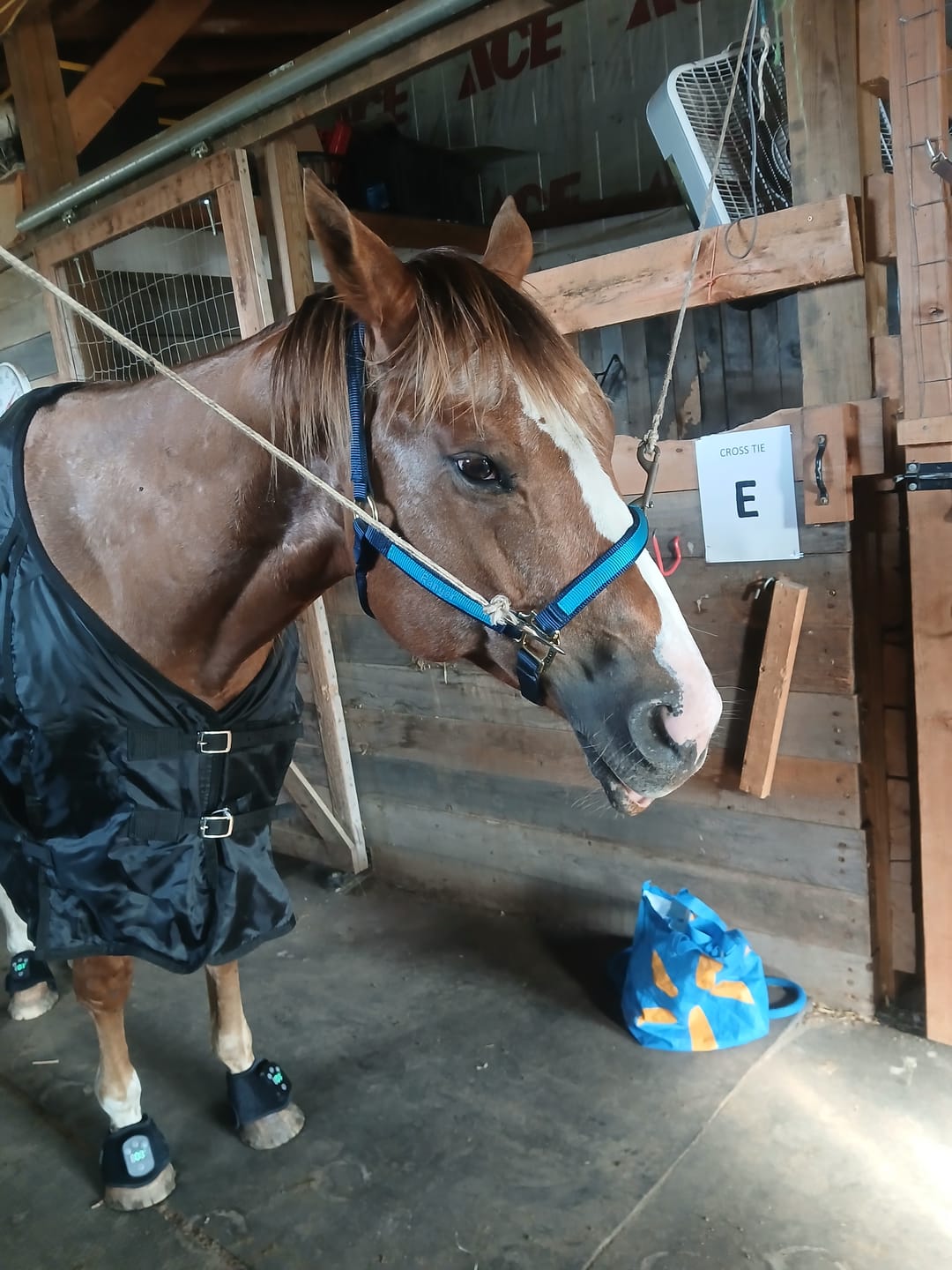 Customer photo review of HorseHalo™ HaloLegs Mini