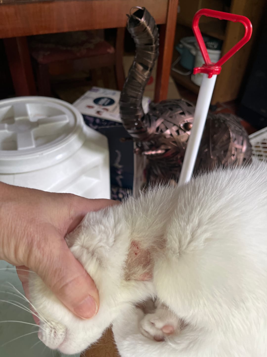 Customer photo review of FurLife™ - 8 Months All Natural Flea and Tick Collar for Cats