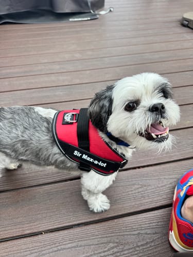 Customer's dog wearing a red Personalized Dog Harness with Sir Max-a-lot printed on it.