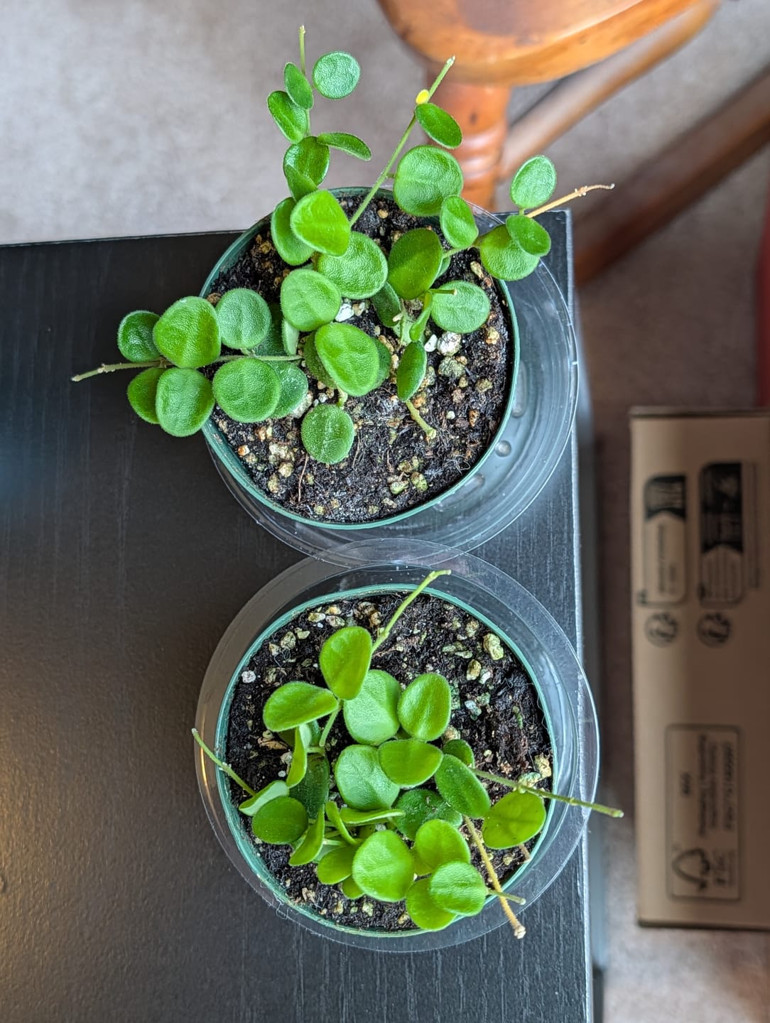 Customer photo review of Hoya serpens