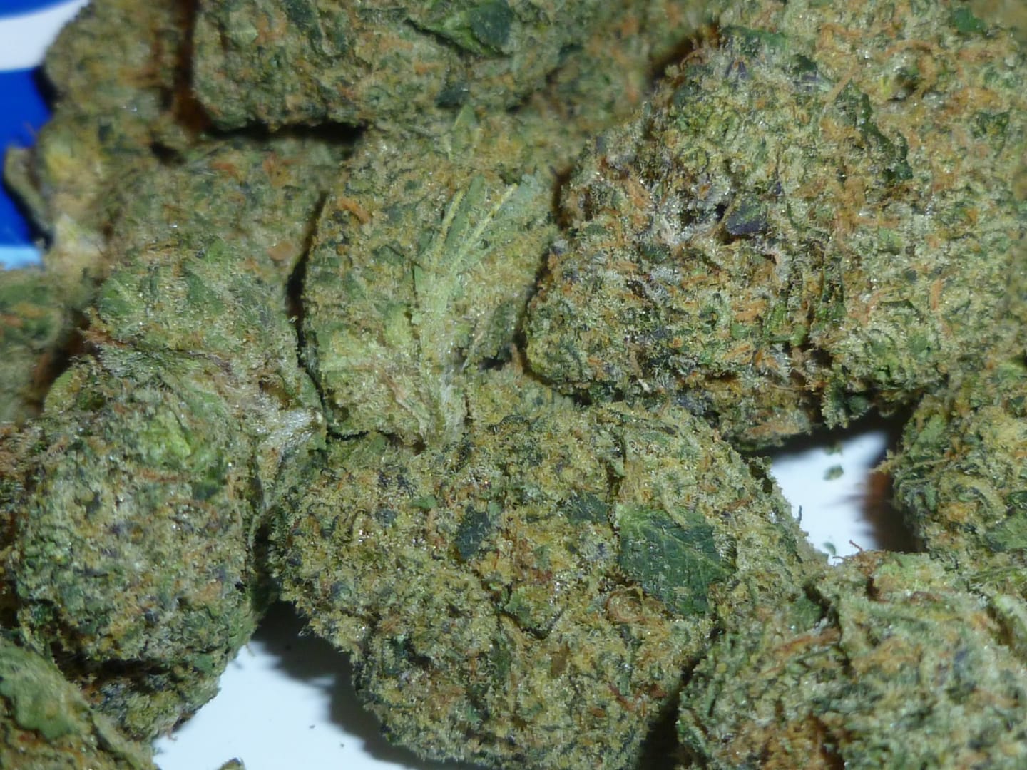 Customer photo review of Biscotti THCA Flower (Premium)