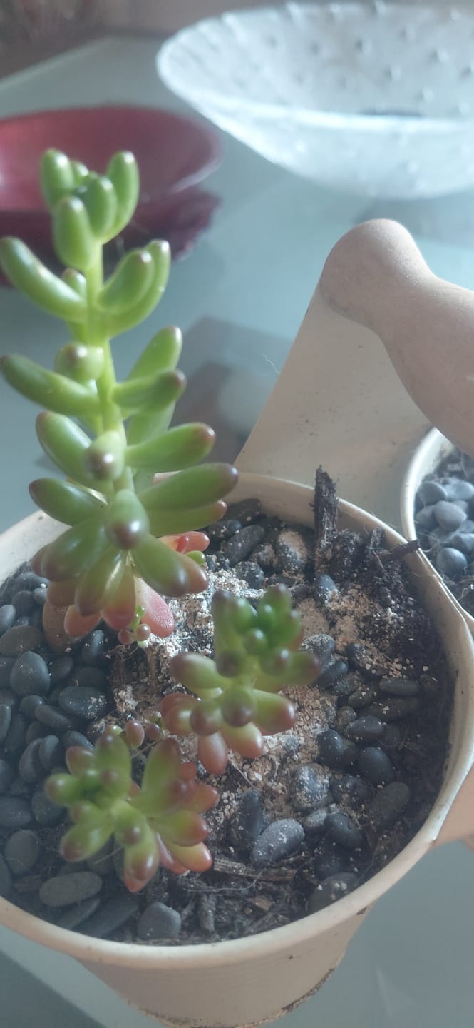 Customer photo review of Aeonium sedifolium