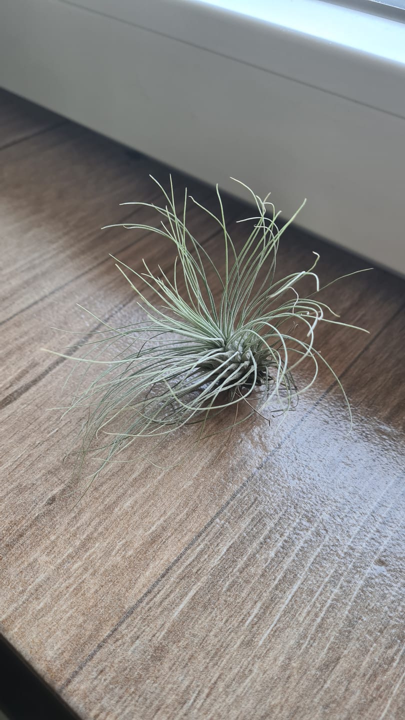 Customer photo review of Tillandsia argentea