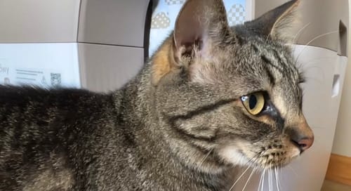 Customer photo review of Self-Cleaning Litter Box