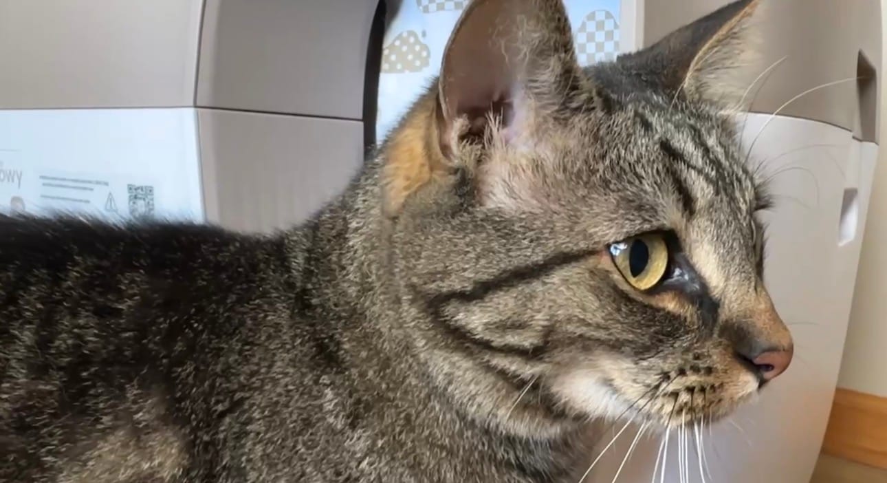 Customer photo review of Self-Cleaning Litter Box