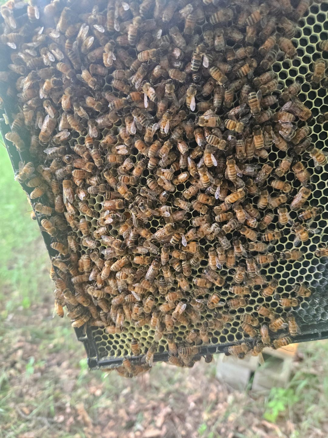 Customer photo review of Acorn Bee One-Piece Plastic Bee Frames