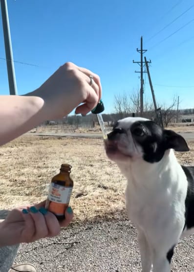 Customer photo review of Fórmula Veterinaria Natural para Eliminar Hongos en Perros
