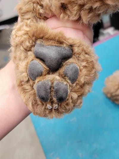 Customer photo review of Fórmula Veterinaria Natural para Eliminar Hongos en Perros