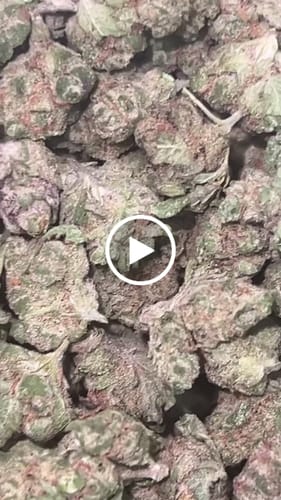 Lemon Bar Minis - Bulk Minis  - Sativa photo review