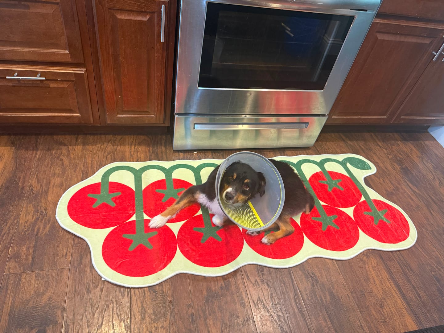 Customer photo review of Irregular Tomato Runner Rug by Johann Banta