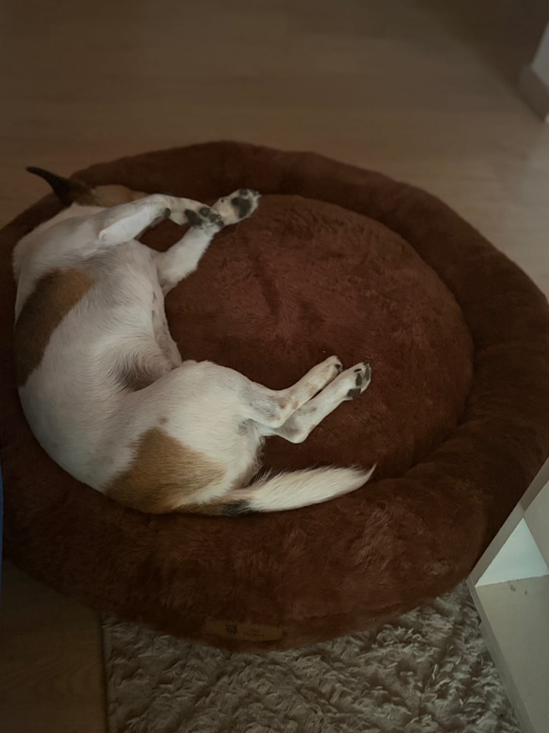 Customer photo review of Pet Perfect Orthopedische Donutmand