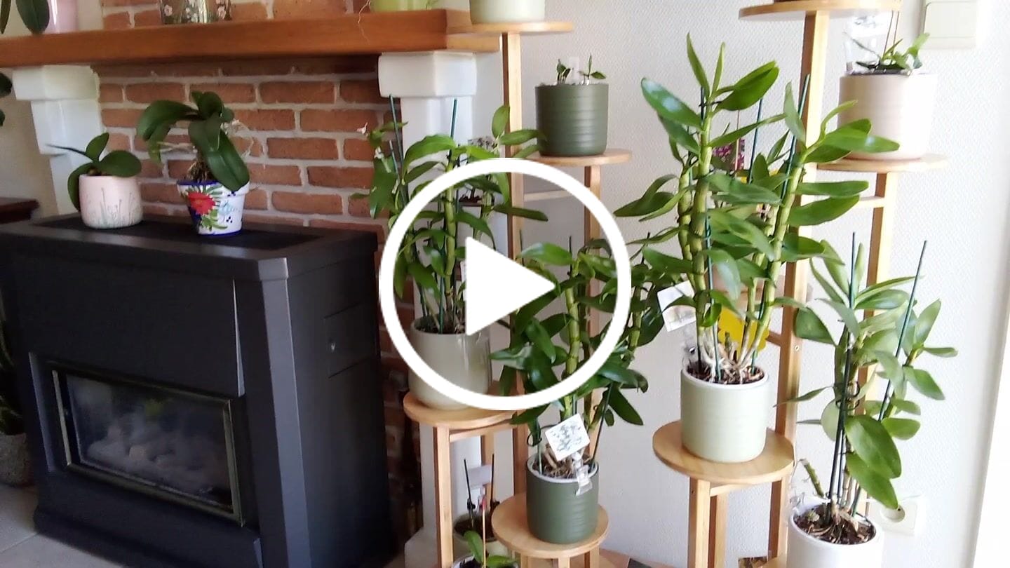 Customer video review of Orchid Mix