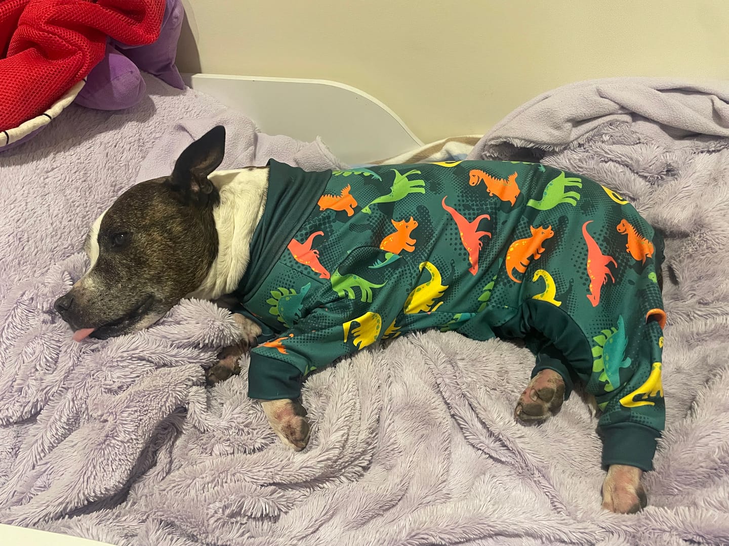 Customer photo review of Dog Pajama - Dinosaurs