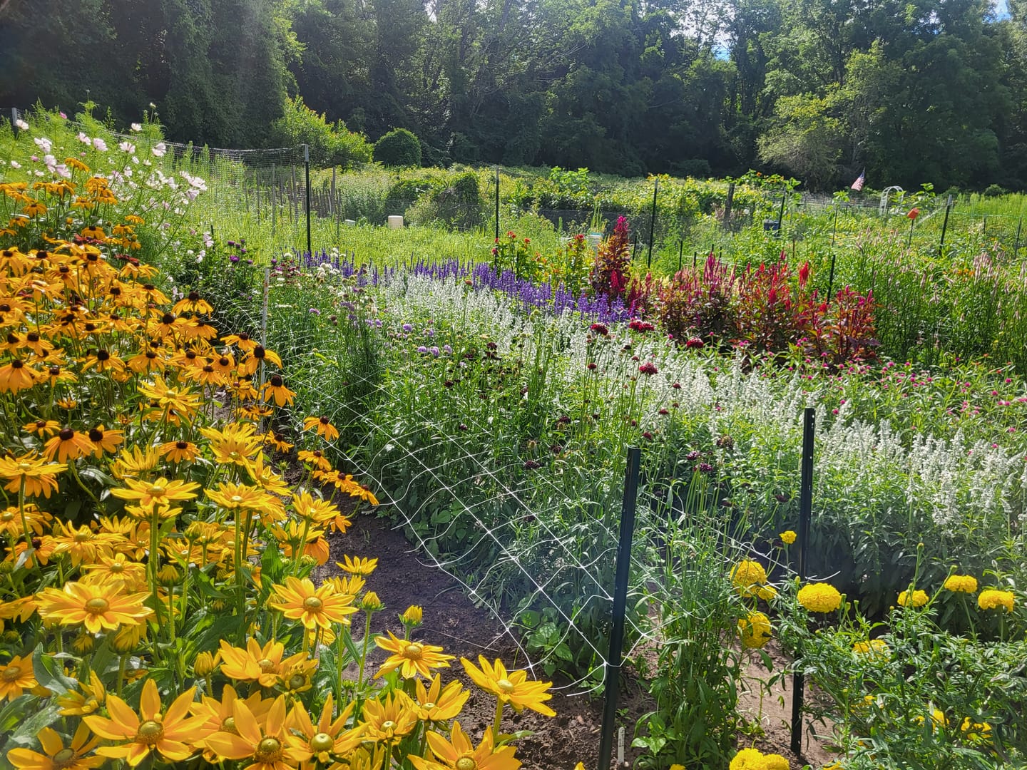 Customer photo review of Plant Support Netting*