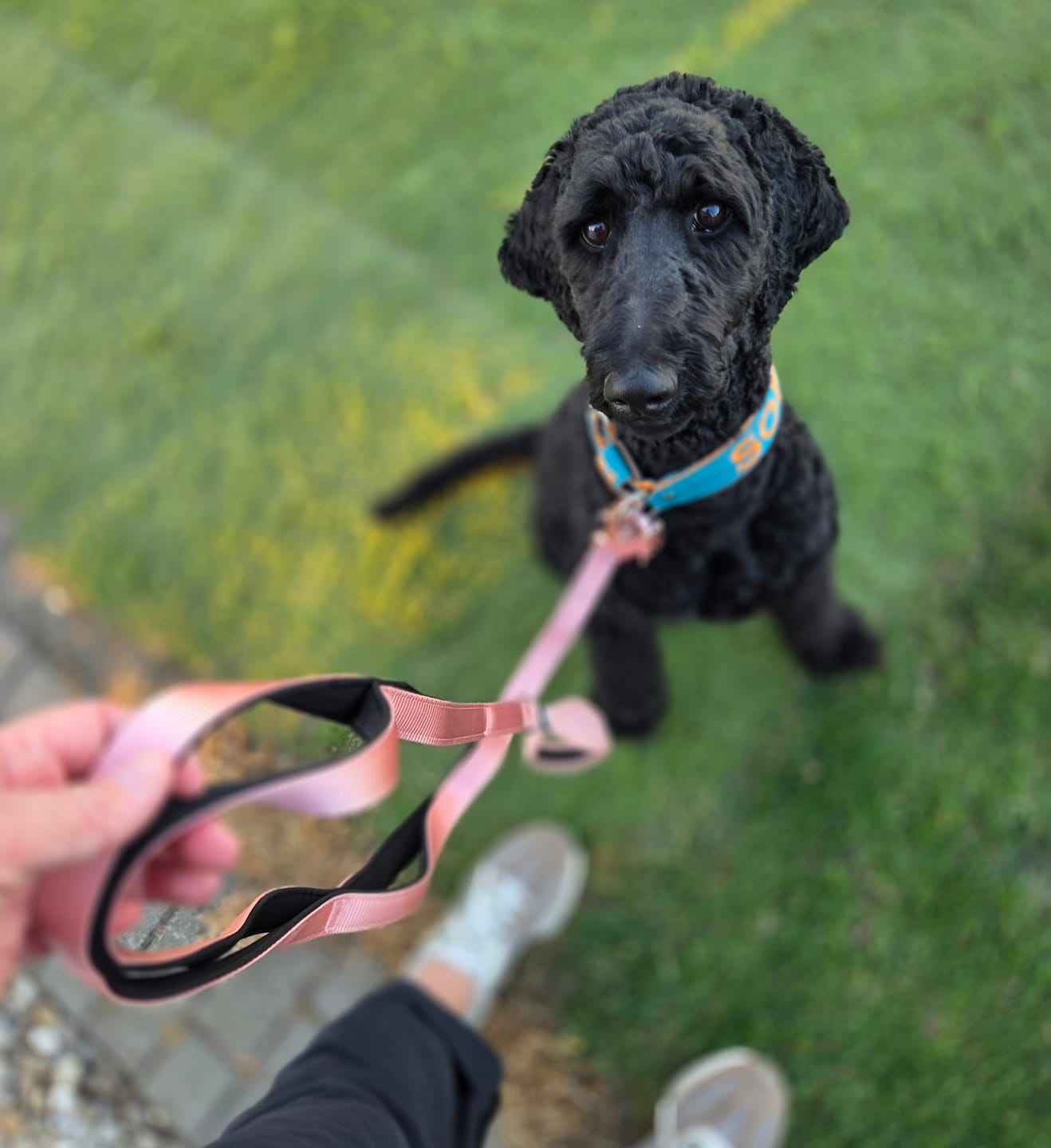 Customer photo review of Ladder Combat® Multiple Handles Leash - Pink