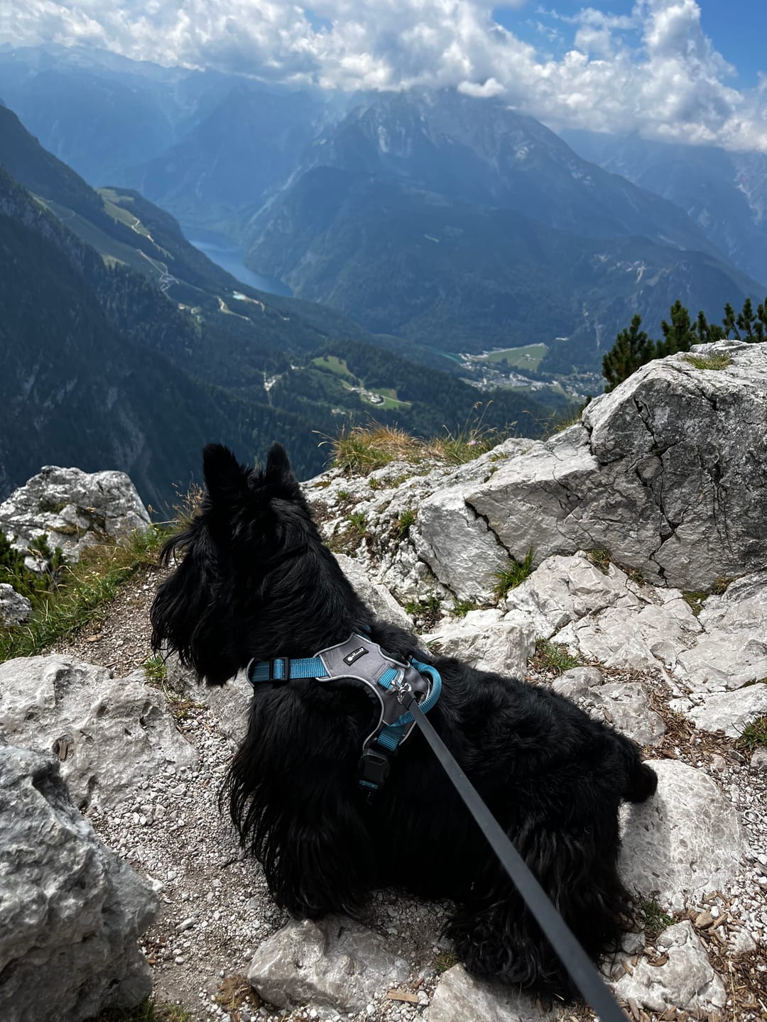 Customer photo review of Magnet-Geschirr für Hunde – sicher & bequem mit Easy-Entrance