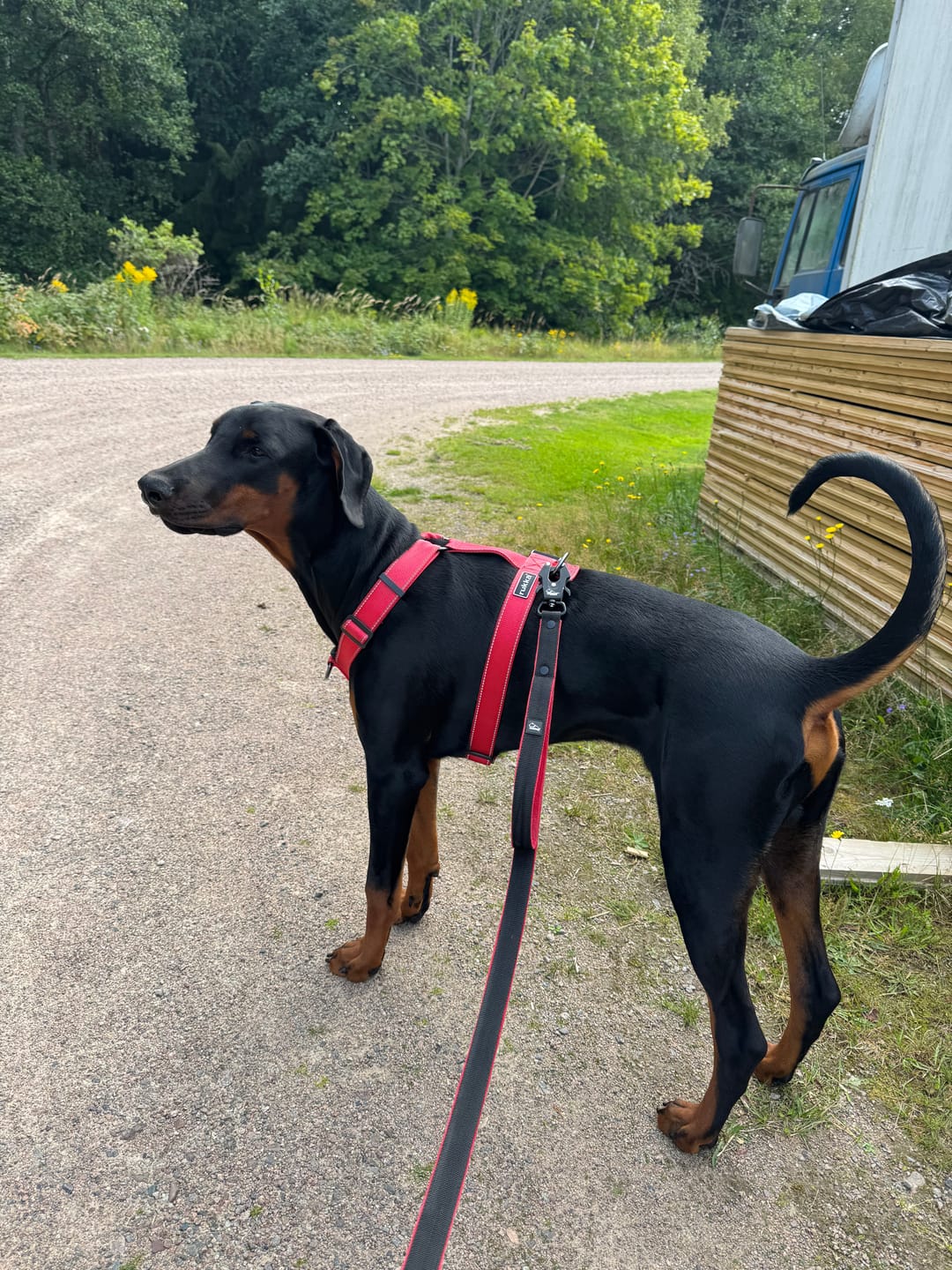 Customer photo review of Guard Leash Black Edition Rött - Väktarkoppel med extra handtag