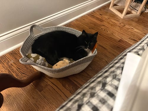Customer's black cat curled up resting inside a round, braided Instinct Basket on a wooden floor.