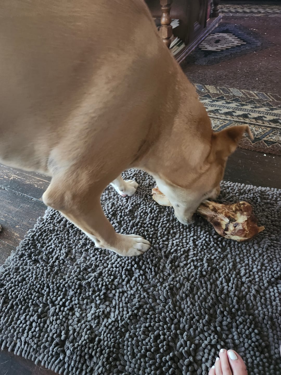 Customer photo review of Ostrich Hip Bone (12" x 5"x 3”): The Durable, Flavor-Packed Chew for Medium & Large Dogs