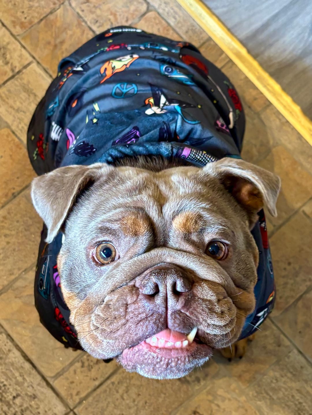 Customer photo review of Rock and Roll Dog Hoodie